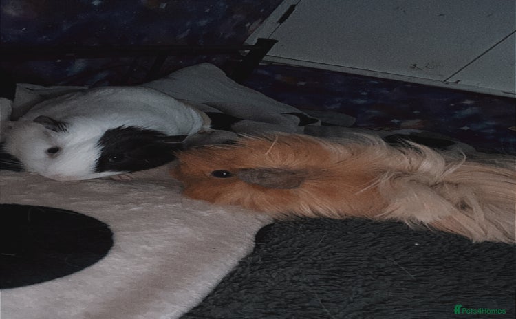 Guinea Pig rodents Guinea pigs two females  - Advert 1