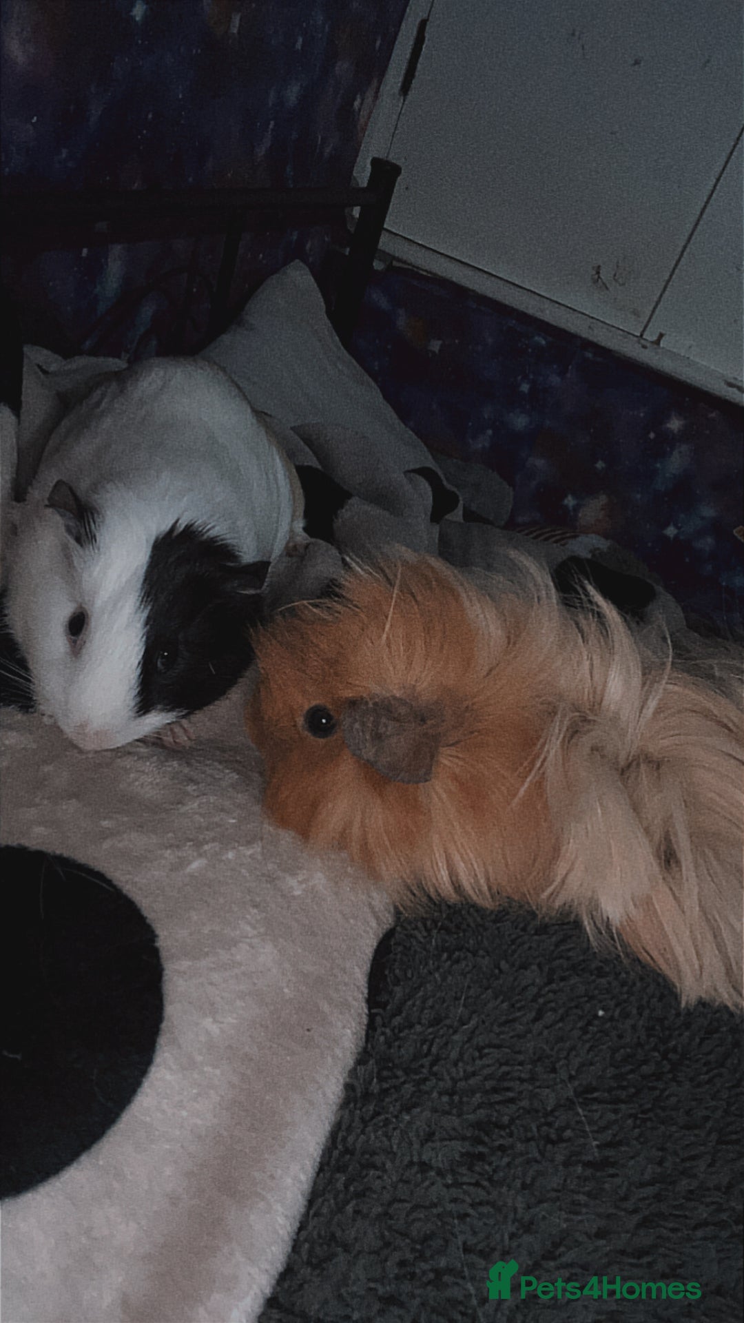 Guinea Pig rodents for sale: Guinea pigs two females  - Advert 1