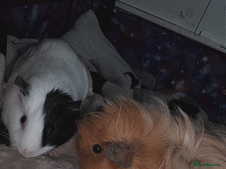 Guinea Pig rodents Guinea pigs two females - Advert 1