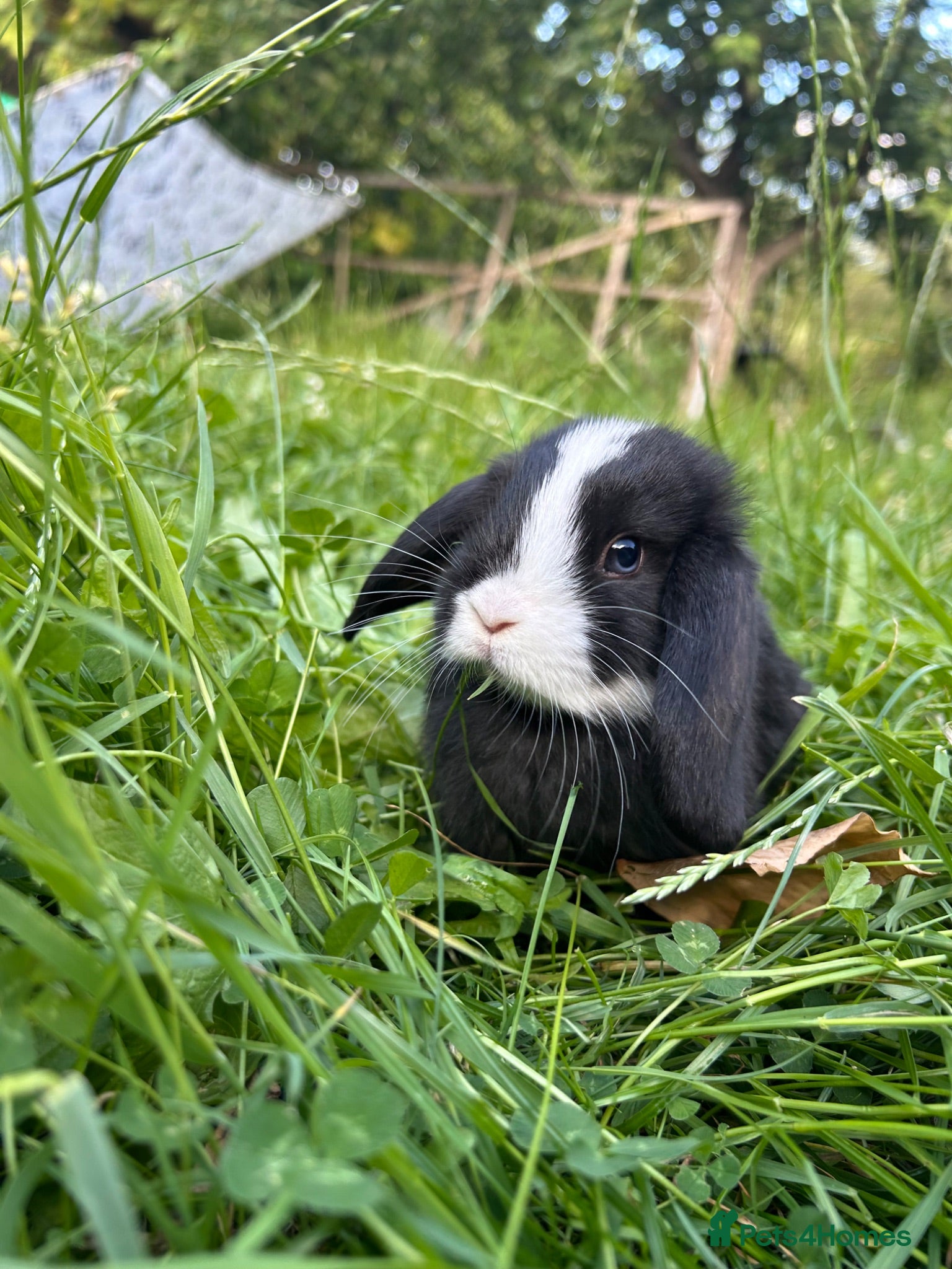 Mini Lop rabbits One boy lop bunny left - Advert 6