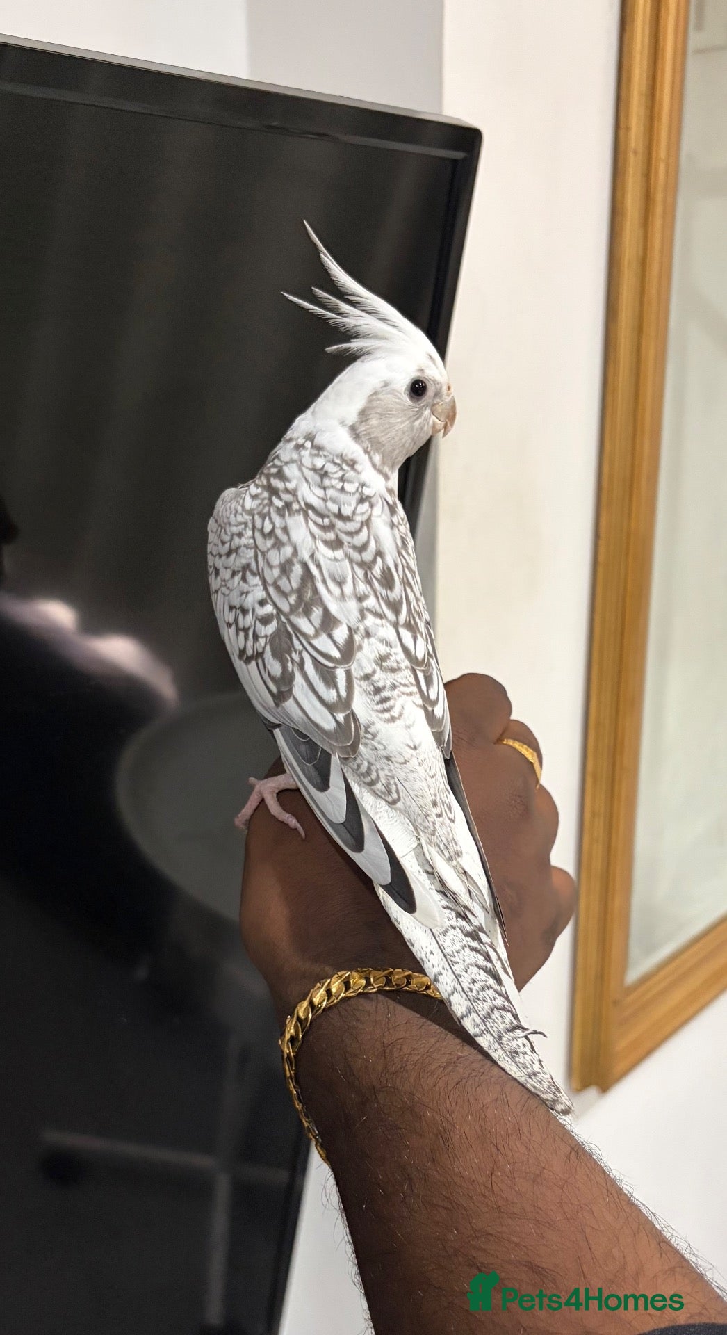 Cockatiels birds Hand Reared White Pied Baby Cockatiel - Advert 1