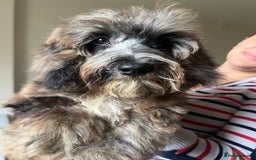 Cockapoo dogs for sale: Gorgeous F2b show type Cockapoo babies blue merles - Image 6