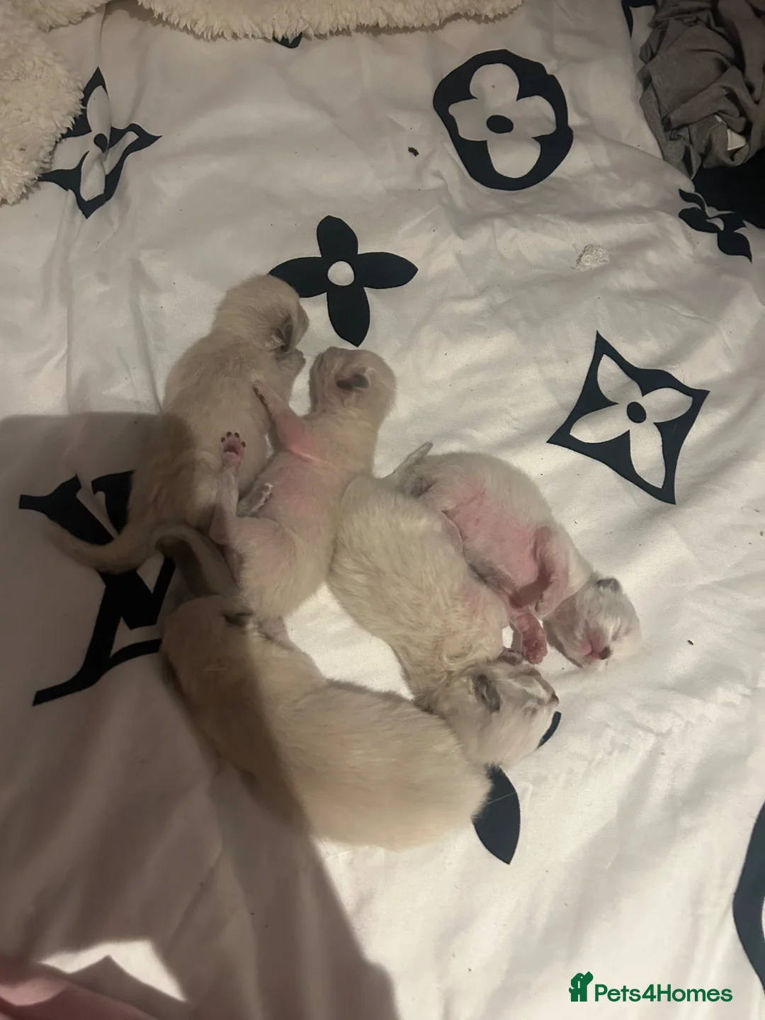 Ragdoll cats for sale: Ragdoll kittens  - Advert 2