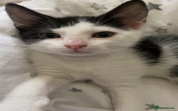 Mixed Breed cats for sale: 2 boys left!!need to leave asap!!! - Image 21