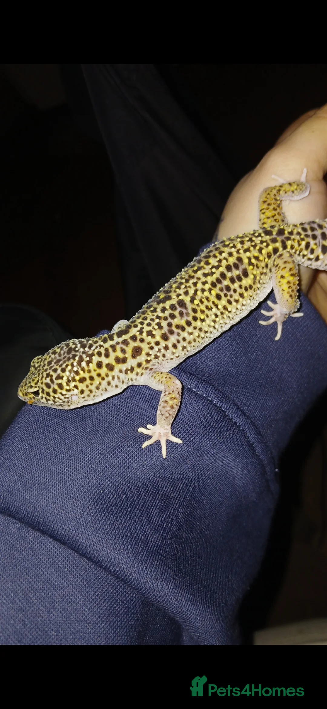 Gecko reptiles for sale: 13 months old female leopard gecko for sale  - Advert 8