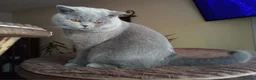 British Shorthair cats for stud: ✨ BSH Blue Carrier of Cinnamon and Fawn 🐾👑 - Advert 7