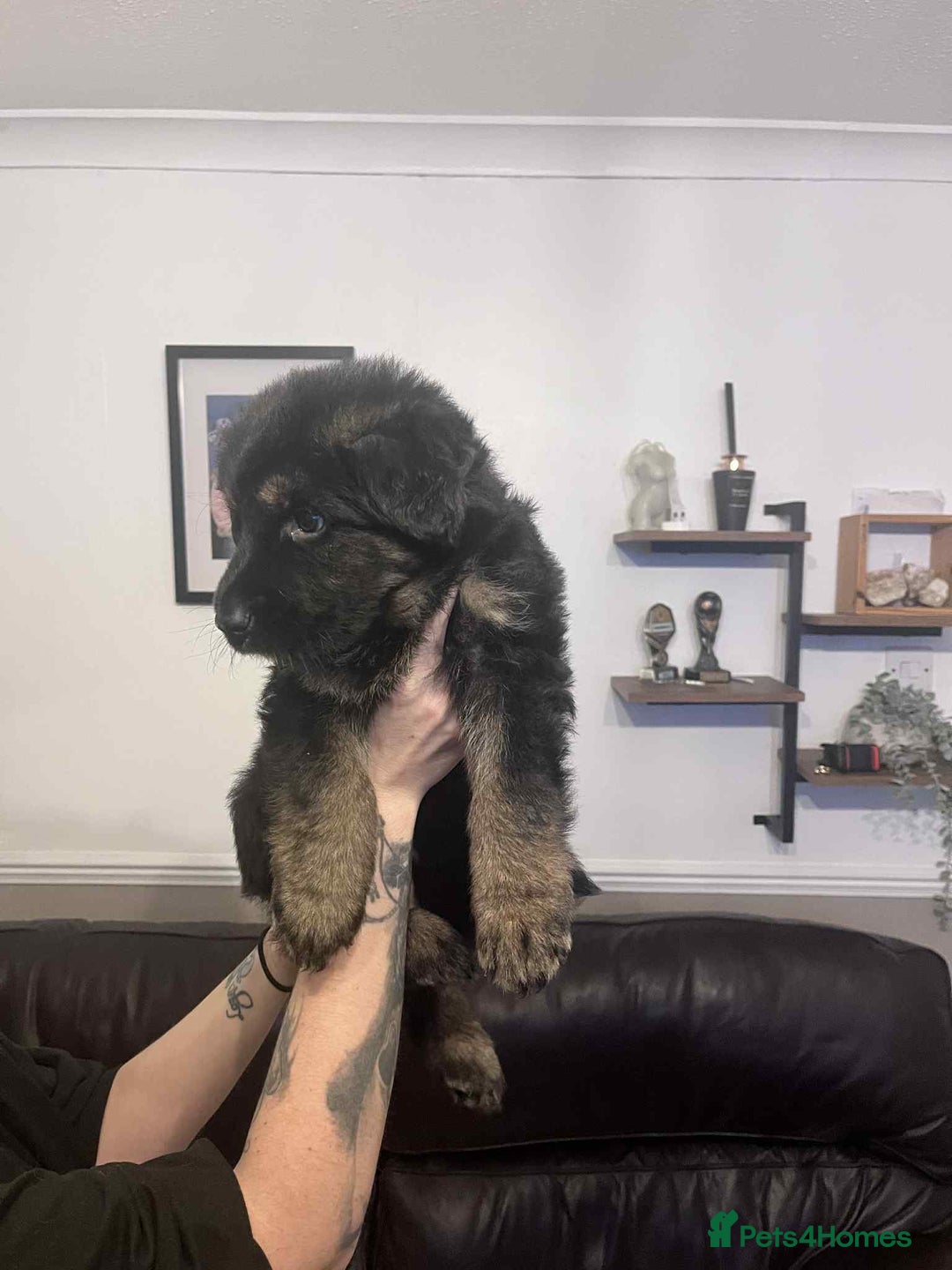 German Shepherd dogs for sale: German Shepherd pups - Advert 17