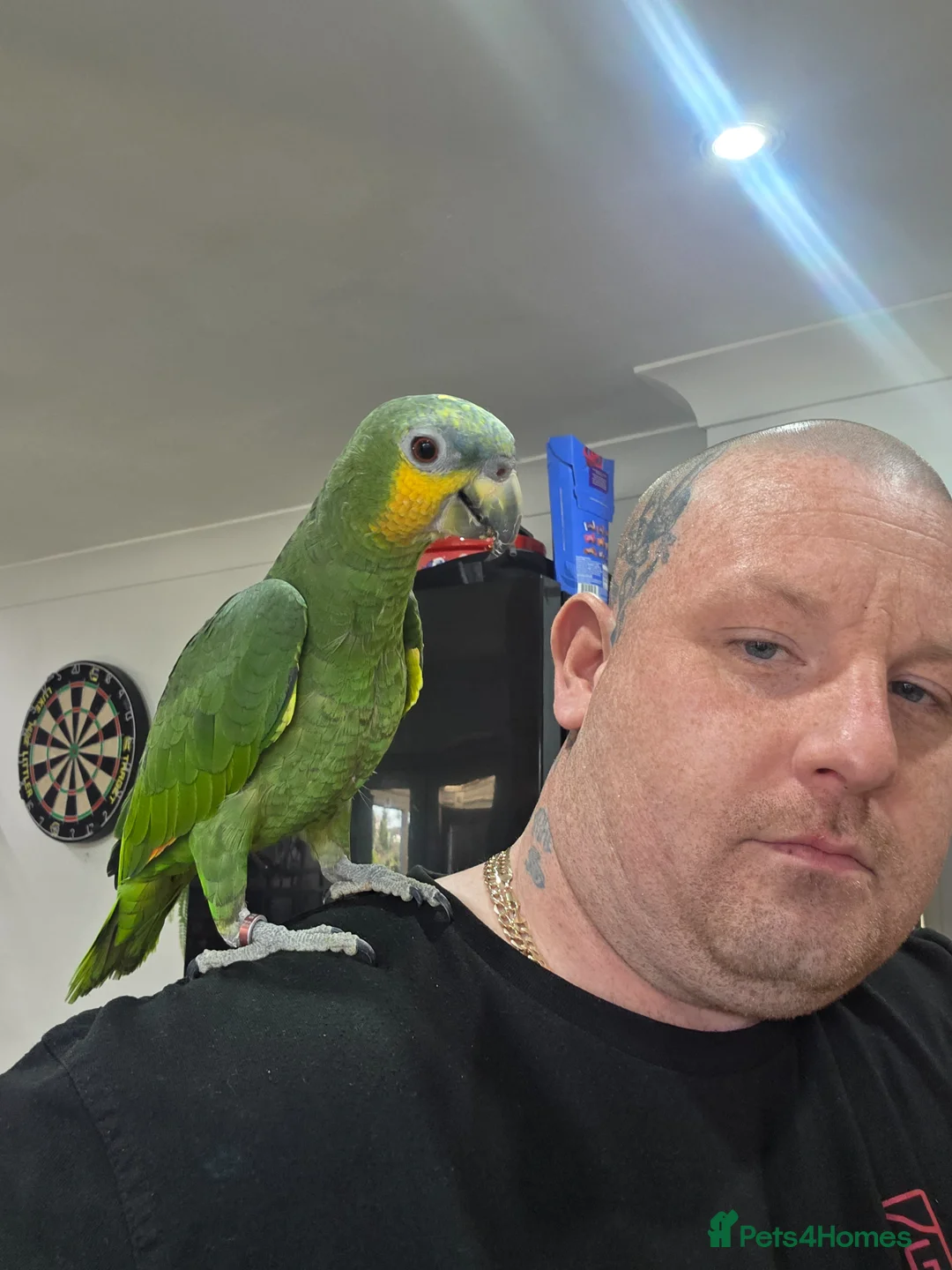 Parrots birds for sale: Beautiful young amazon  - Advert 4