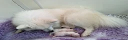 Japanese Spitz dogs for sale: Adorable Japanese Spitz male puppie - Advert 1