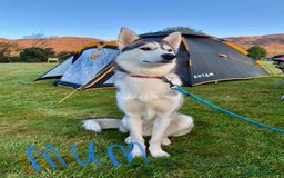 Siberian Husky dogs for sale: Siberian husky puppy’s for sale  - Image 3
