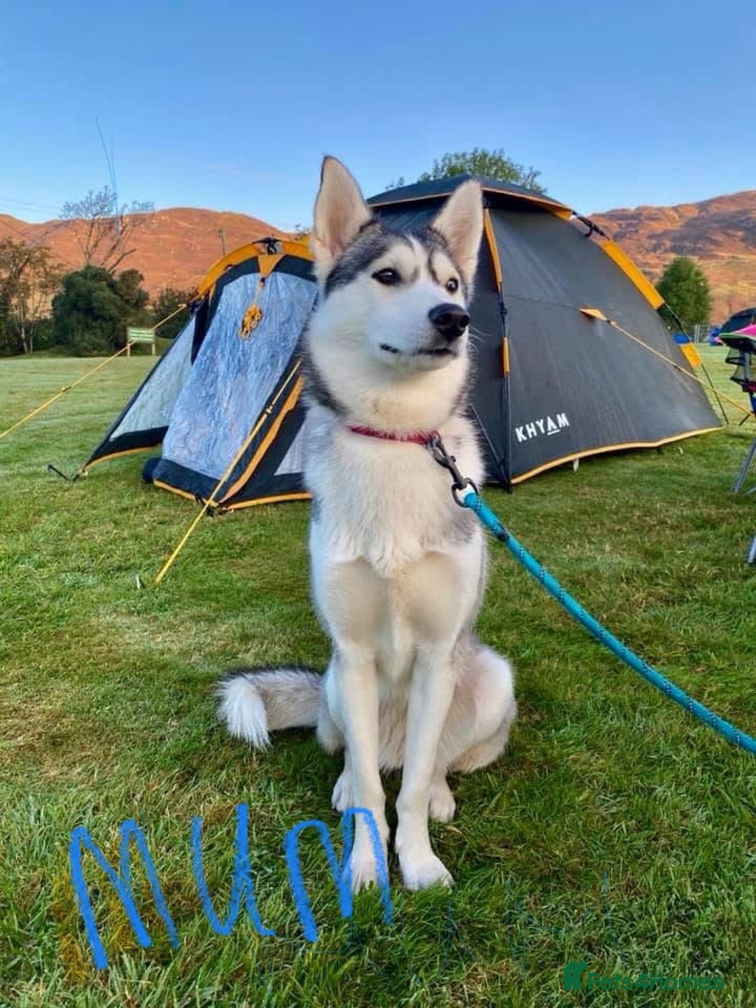 Siberian Husky dogs for sale: Siberian husky puppy’s for sale  - Image 3