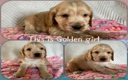 Cocker Spaniel dogs for sale: Show cocker spaniels top quality  - Advert 4