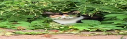 Mixed Breed cats for sale: Beautiful Calico Cat Ready for a Home - Advert 2