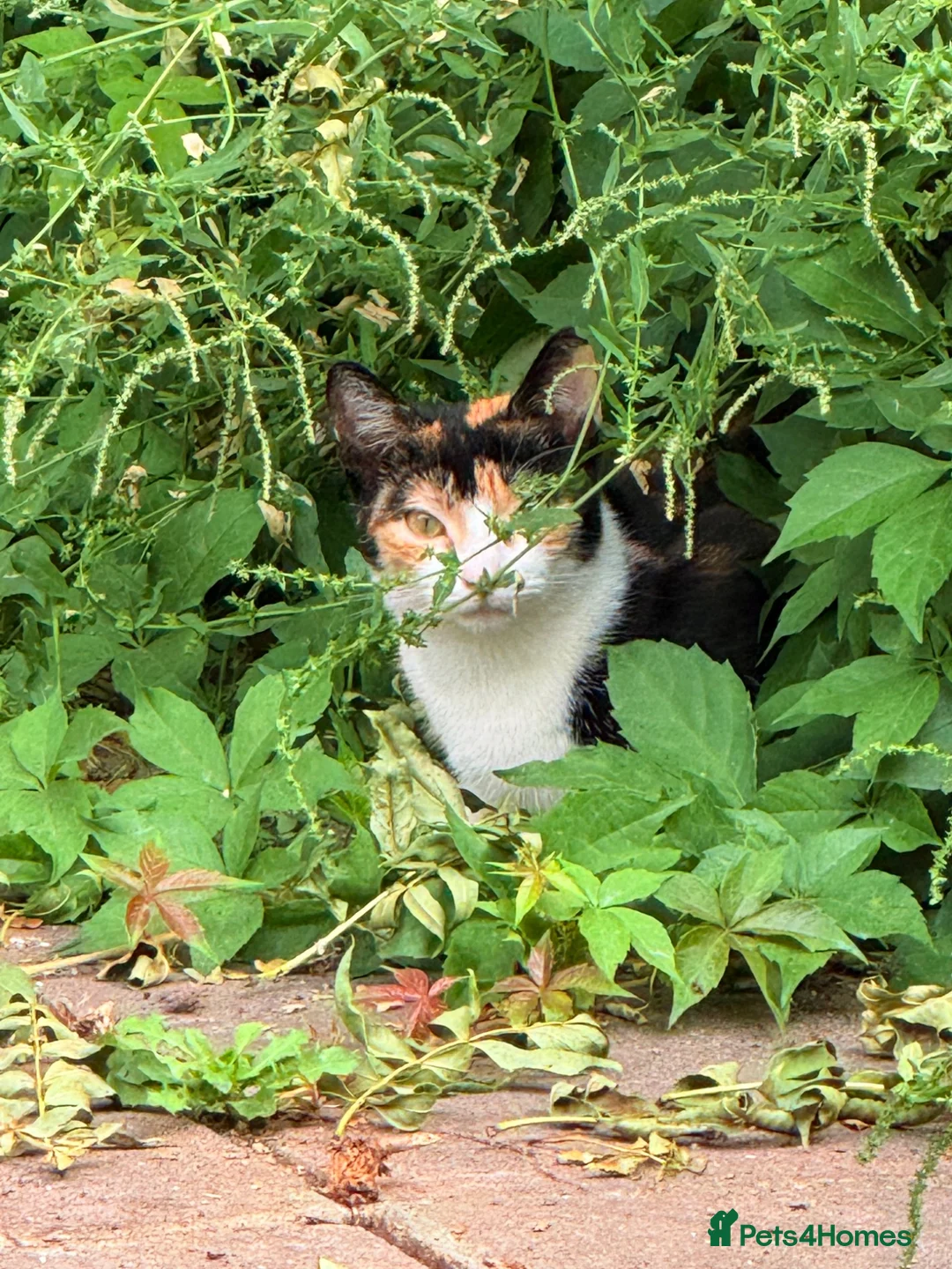 Mixed Breed cats for sale: Beautiful Calico Cat Ready for a Home - Advert 2