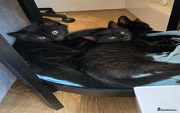 Domestic Shorthair cats for sale: Adorable black/brown kittens 13 weeks ready now - Image 10