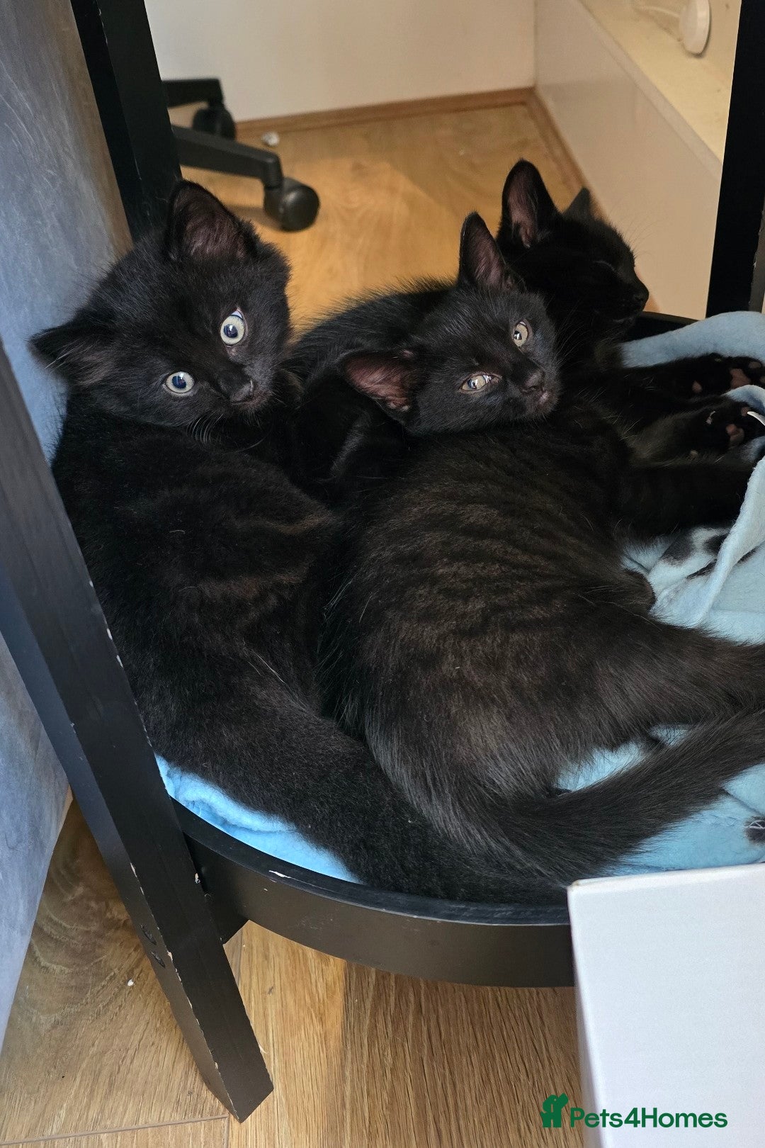 Domestic Shorthair cats for sale: Adorable black/brown kittens 13 weeks ready now - Image 10