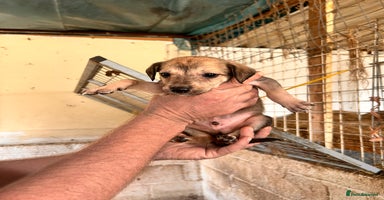 Mixed Breed dogs - Advert 4