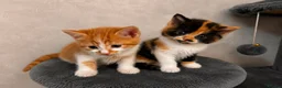 Mixed Breed cats for sale: Kittens Looking for Their Forever Homes🏡❤️ - Advert 3