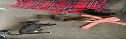 Patterdale Terrier dogs for sale: Patterdale terrier pups  - Advert 15