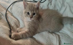 Scottish Fold cats for sale: 🐾 Adorable Scottish Kittens Seeking Loving Homes - Image 10