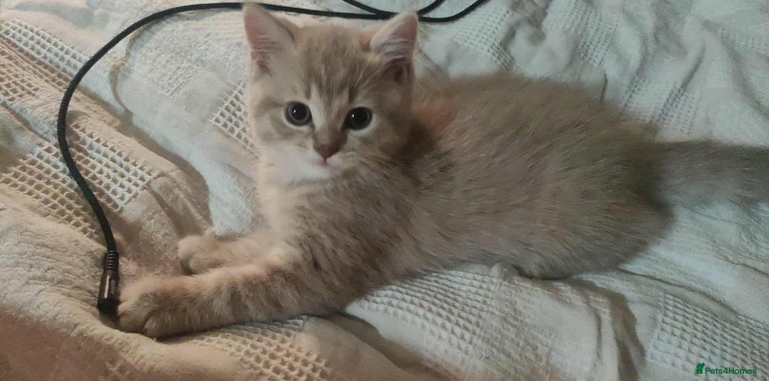Scottish Fold cats for sale: 🐾 Adorable Scottish Kittens Seeking Loving Homes - Image 10