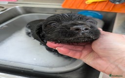 Sprocker dogs for sale: F1 health tested working Sprockers - Image 12