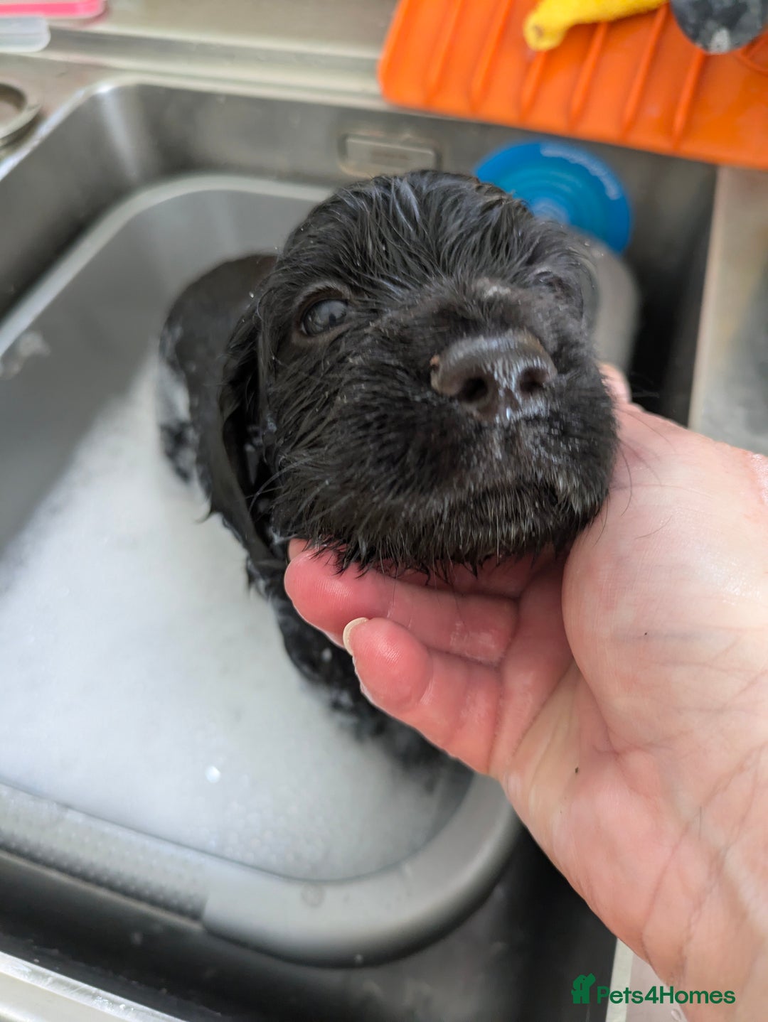 Sprocker dogs for sale: F1 health tested working Sprockers - Image 12