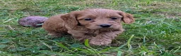 Cockapoo dogs for sale: Licensed breeder, health tested F1 cockapoos - Advert 24