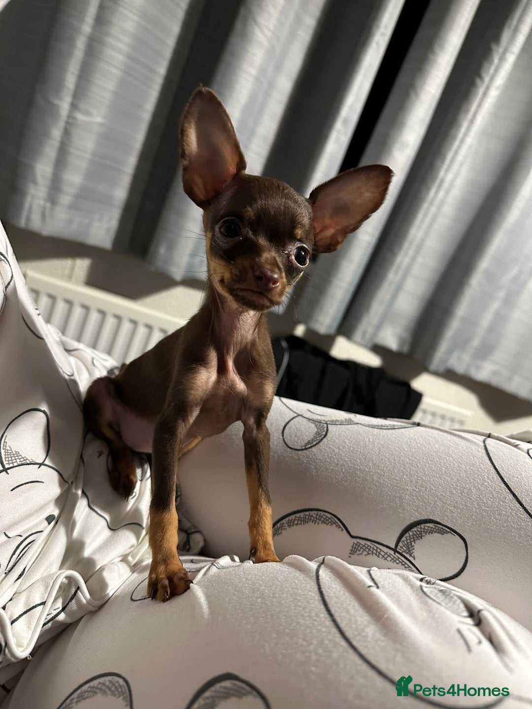 Russian Toy Terrier dogs for sale: Choc & tan smooth coat - Image 6