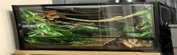 Gecko reptiles for sale: 2 year old Male Crested Gecko with Full Set Up in St. Neots - Advert 7