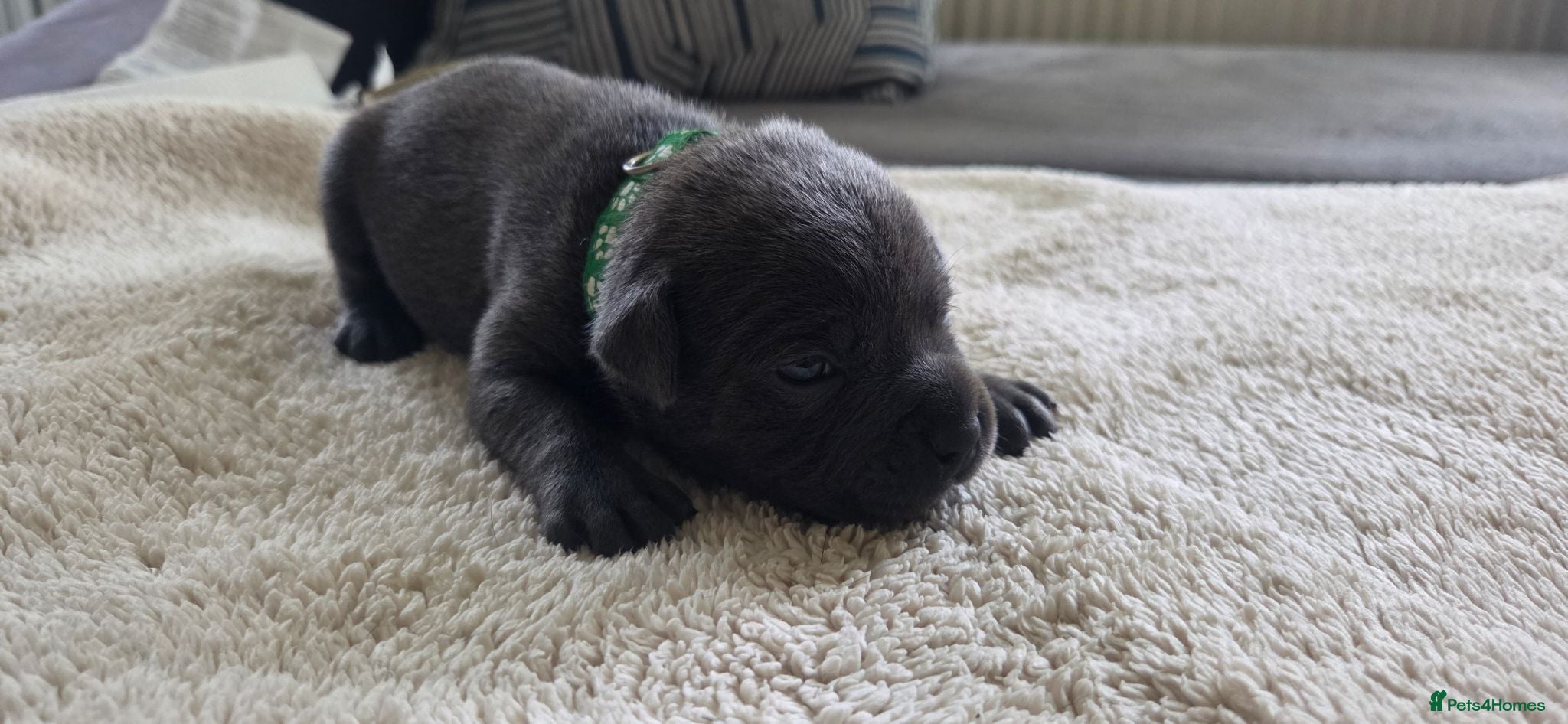 Staffordshire Bull Terrier dogs KC Blue Staffordshire Bull Terrier Puppies - Advert 1