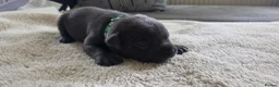 Staffordshire Bull Terrier dogs for sale: KC Blue Staffordshire Bull Terrier Puppies - Advert 1
