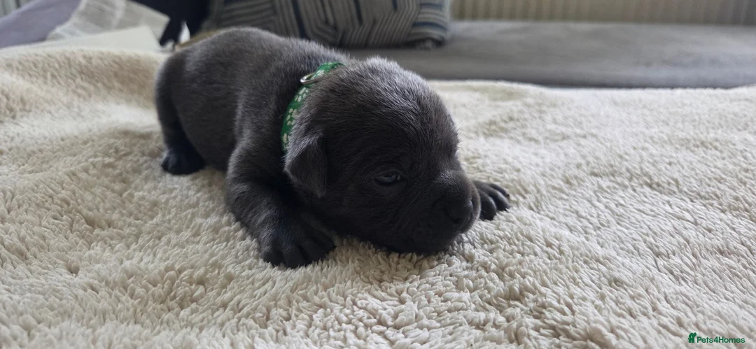 Staffordshire Bull Terrier dogs for sale: KC Blue Staffordshire Bull Terrier Puppies - Advert 1