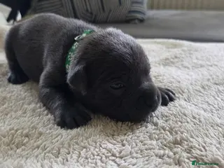 Staffordshire Bull Terrier dogs KC Blue Staffordshire Bull Terrier Puppies - Advert 1