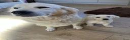 Golden Retriever dogs for sale: Kc beautiful girl  - Advert 14