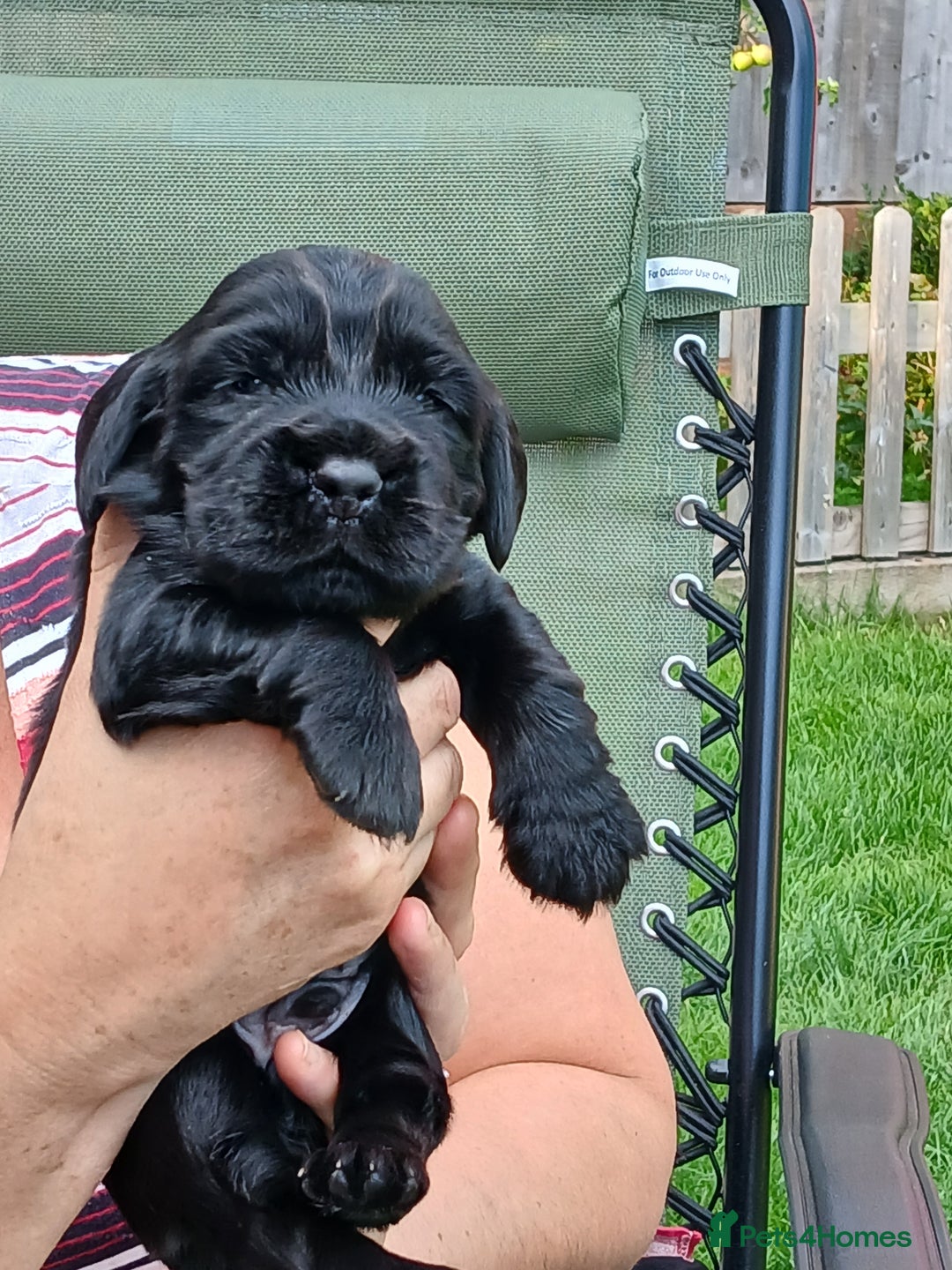 Cocker Spaniel dogs for sale: Cocker Spaniel puppies  - Image 11
