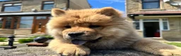 Chow Chow dogs for sale: Chow chow  - Advert 4