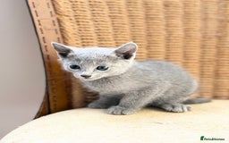 Russian Blue cats for sale: American lines Russian Blue Kittens. - Image 13