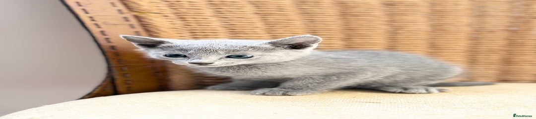 Russian Blue Kitten 1