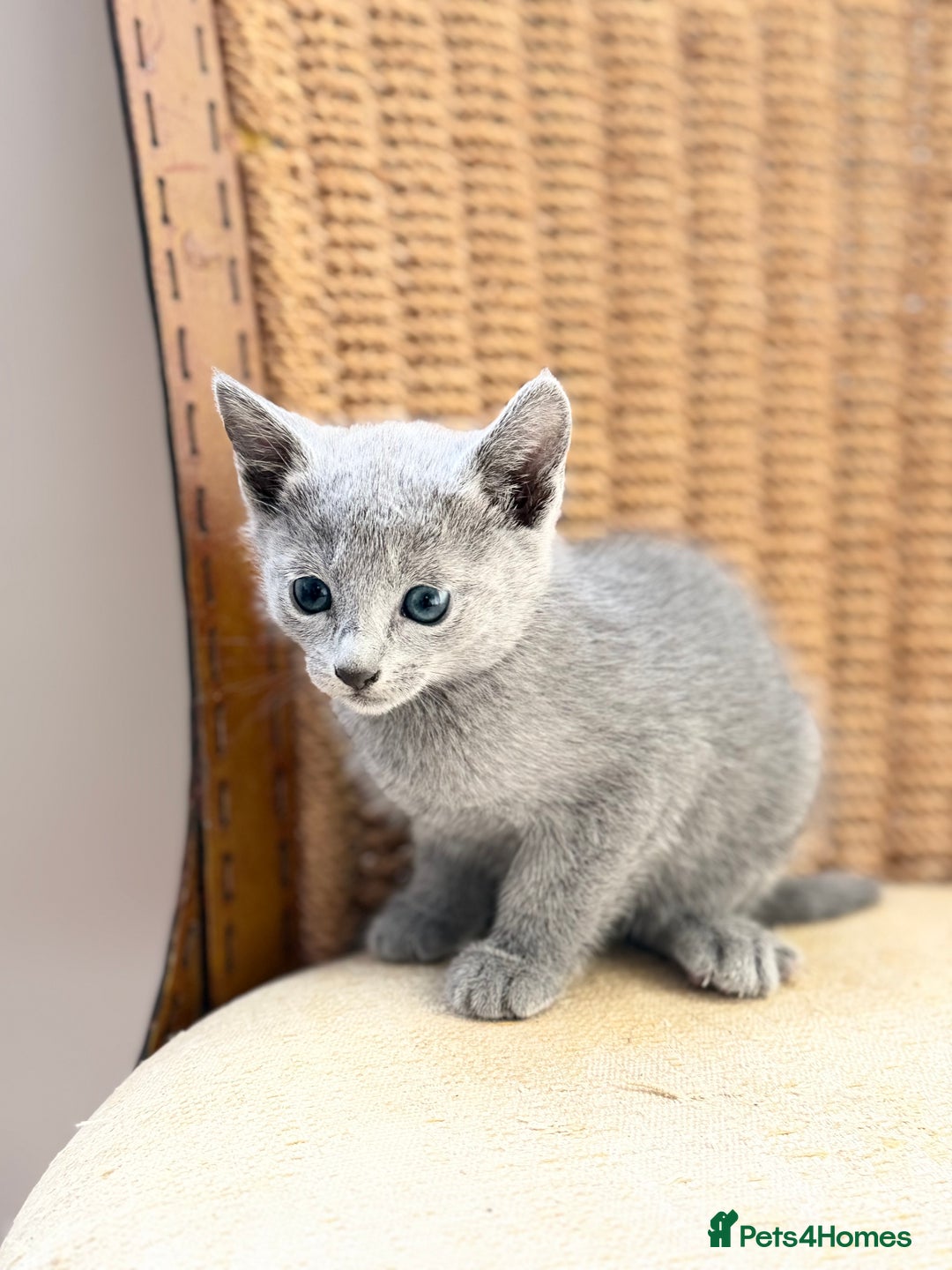 Russian Blue cats for sale: American lines Russian Blue Kittens. - Image 13