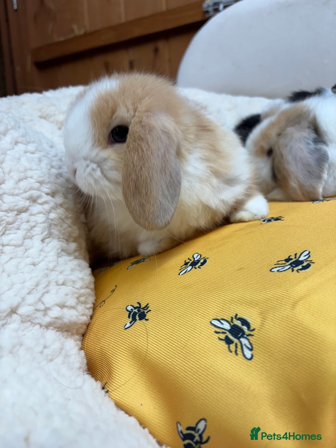 Dwarf Lop rabbits for sale: Stunning friendly dwarf lops  - Image 2
