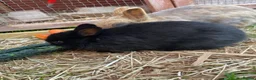 Netherland Dwarf rabbits for sale: Sweet Netherland Dwarf Kits - Advert 8