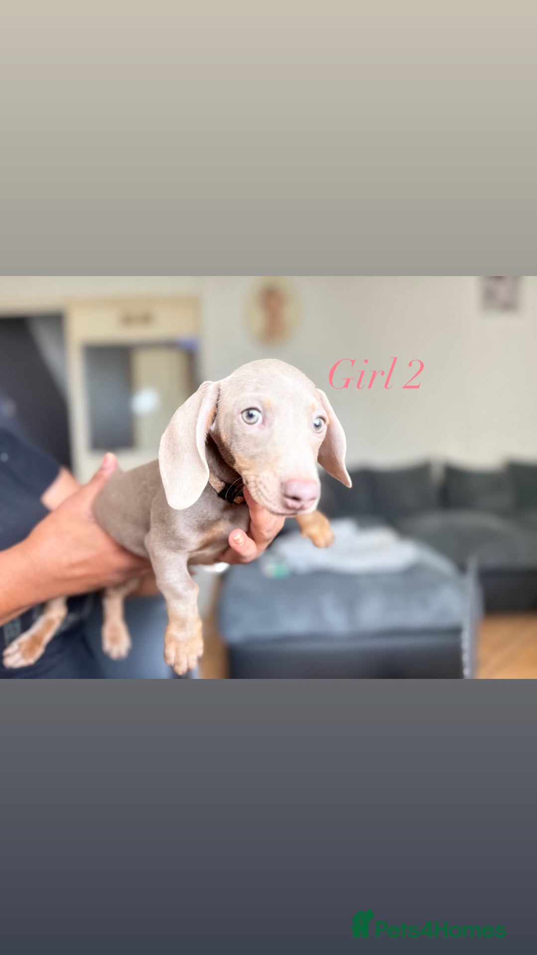 Miniature Dachshund dogs for sale: 3 gorgeous miniature dachshunds  - Image 5