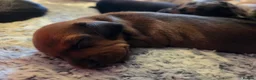 Miniature Dachshund dogs for sale: MINIATURE DACHSHUNDS TO FIND THEIR FOREVER HOME 🏡 - Advert 9