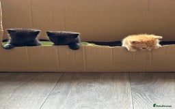 Bengal cats for sale: Kittens for sale  - Image 5