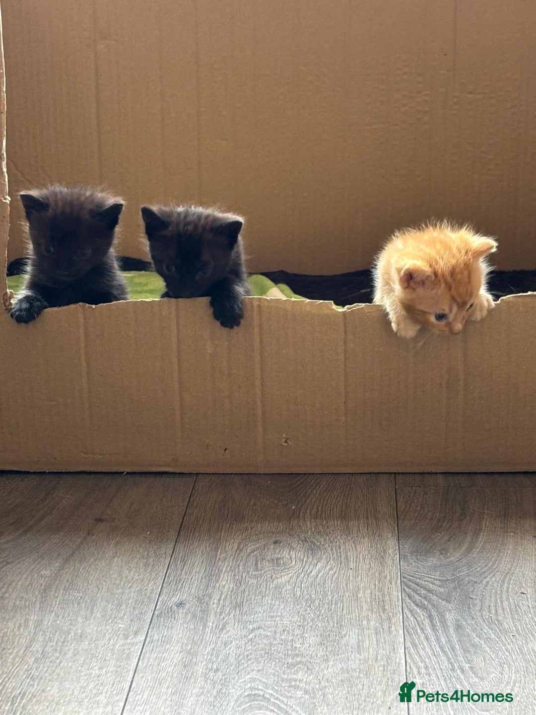 Bengal cats for sale: Kittens for sale  - Image 5