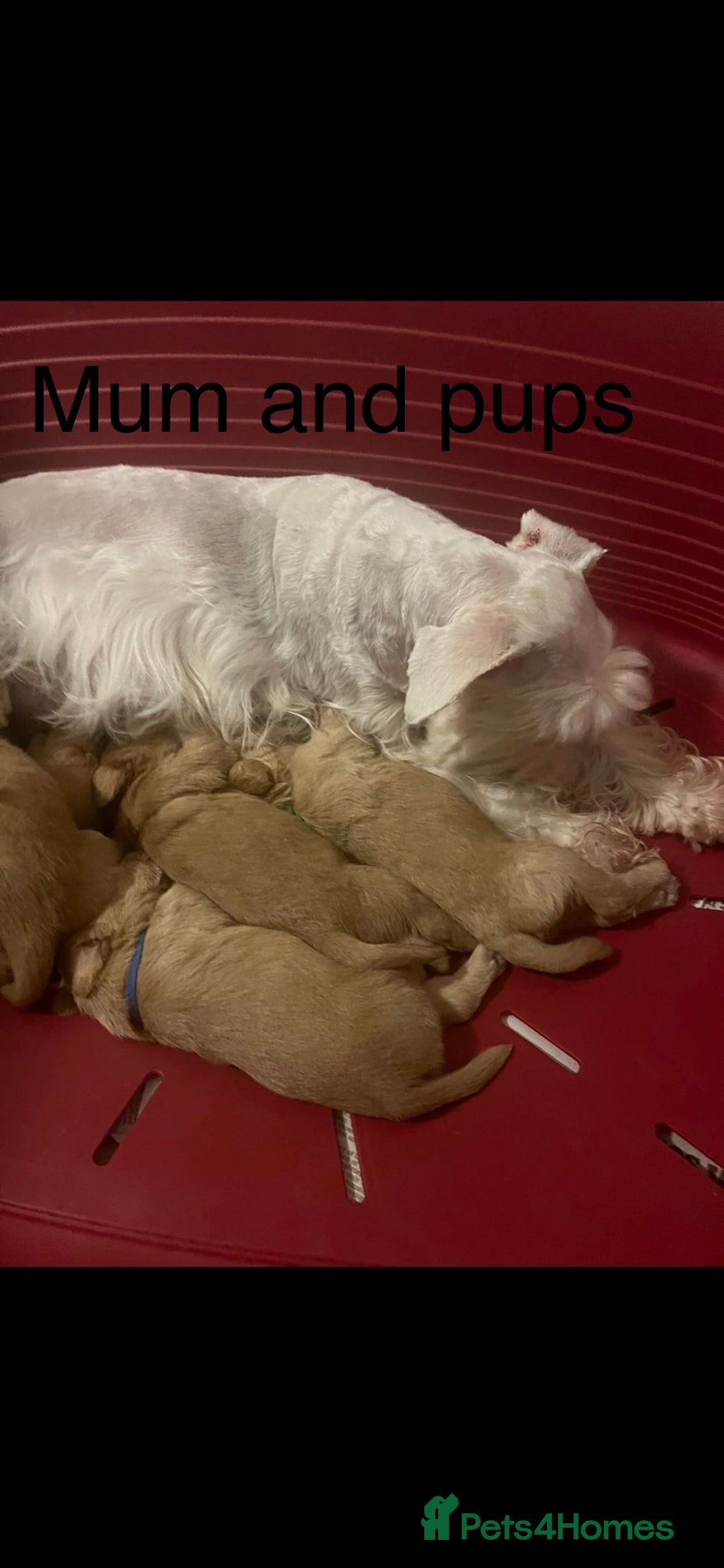 Mixed Breed dogs for sale: Gorgeous Homebred Schnoodle Puppies  - Image 4