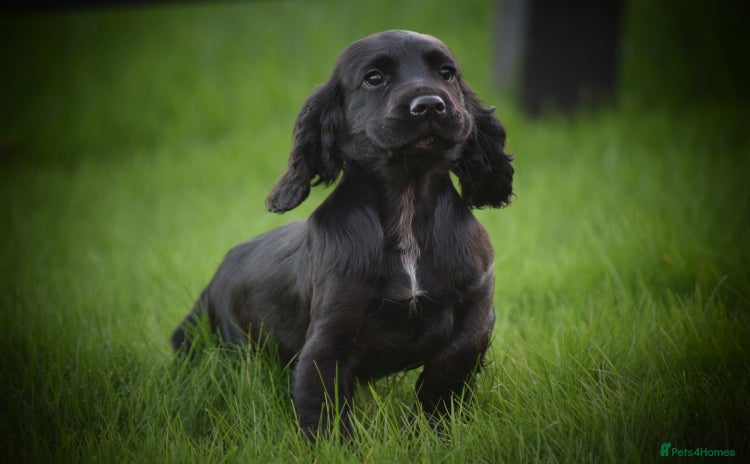 Cocker Spaniel dogs Gorgeous KC Cocker Spaniel Pups - Advert 6