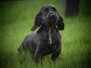 Cocker Spaniel dogs Gorgeous KC Cocker Spaniel Pups - Advert 5