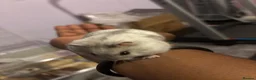 Hamster rodents for sale: Dwarf hamsters  - Advert 6